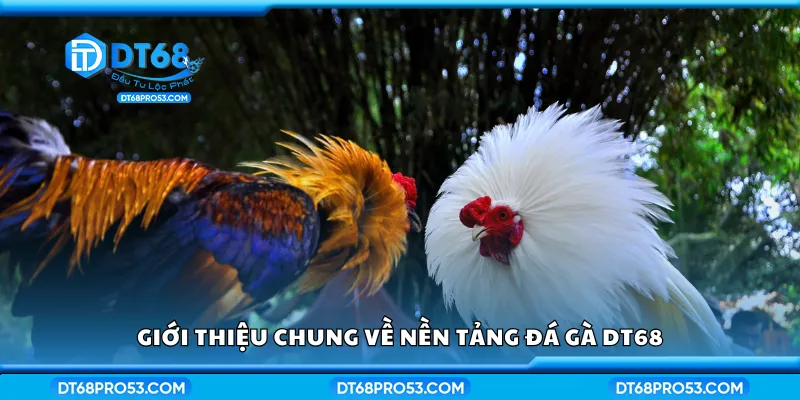 Giới thiệu chung về nền tảng đá gà DT68