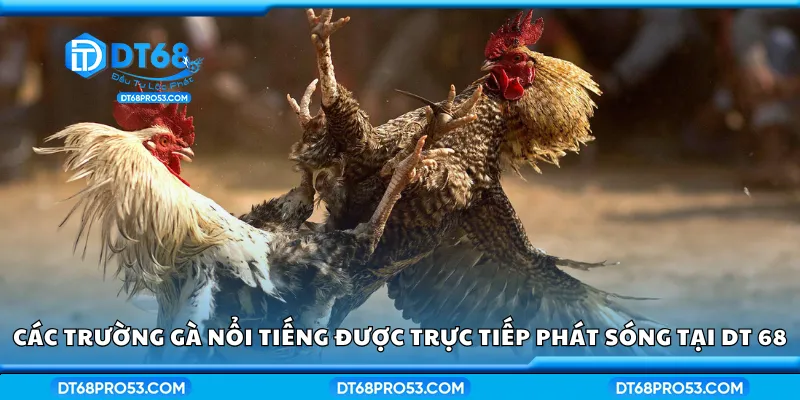 Các trường gà nổi tiếng được trực tiếp phát sóng tại DT 68